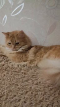 Соня спит 😽💤 , а хвостик сторожит 😉👍