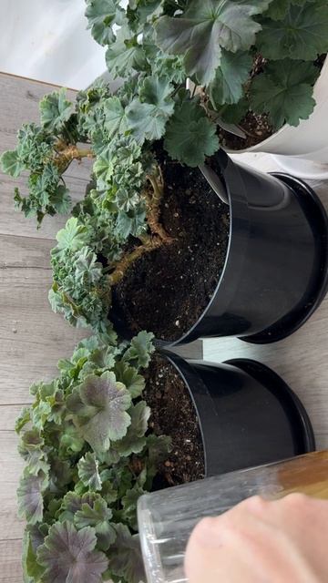 Мало кто знает что герань зимой поливают только так