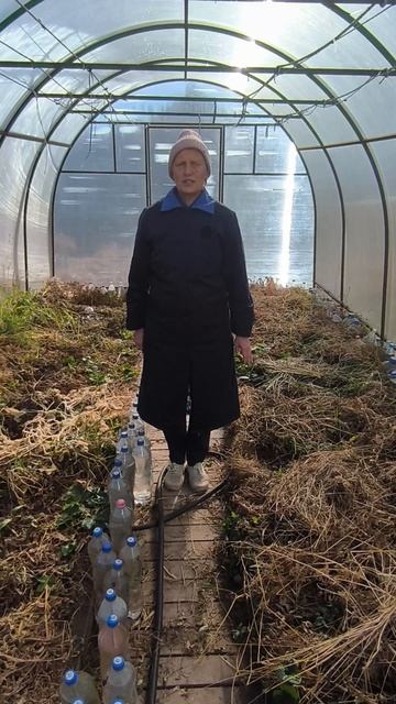 Зачем бутылки в теплице