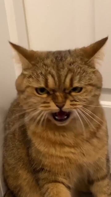 Уже во всех домах страны🤣🤣🤣