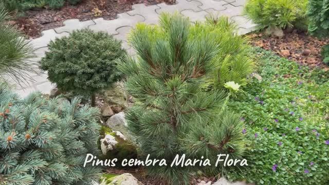 Pinus cembra Maria Flora