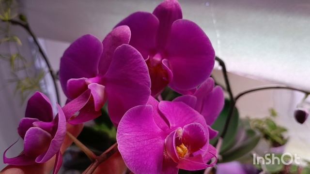 Обзор на мои орхидеи и на их цветоносы 🤗🌱☘️🌱☘️🌺
 Приятного просмотра девочки 🤗