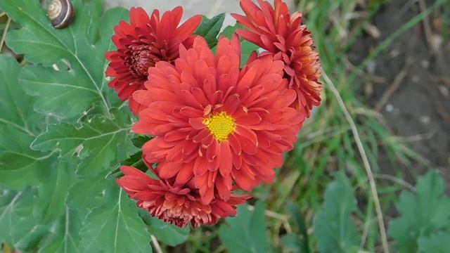 05=11=2025  уни  ПВН   (27)