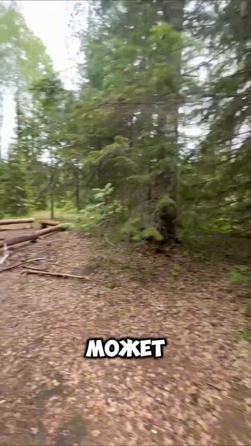 Сплав в Карелии

#сплав #карелия #река #шуя #лодка #рафтинг #каяк