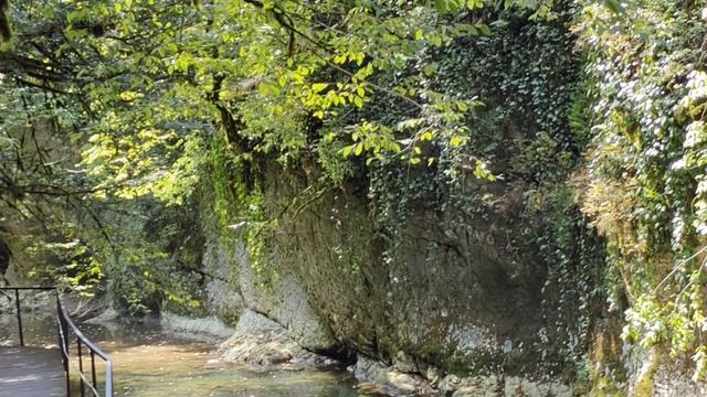 Для любителей папоротников 🌿