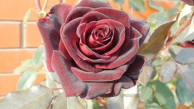 05=11=2025 уни ПВН (31)