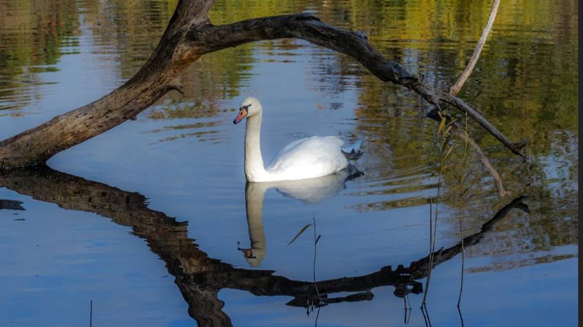 Белый лебедь. Текст и монтаж Татьяны Пантелеевой.