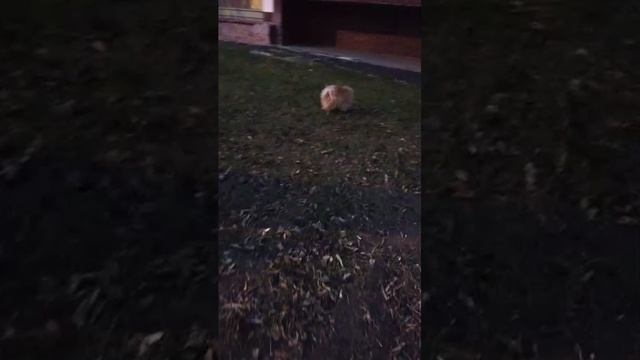 Мы идём гулять с собакой! | 6-ноя-2025