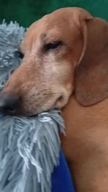 1000008254.mp4 Такса Леди помогает писать книгу