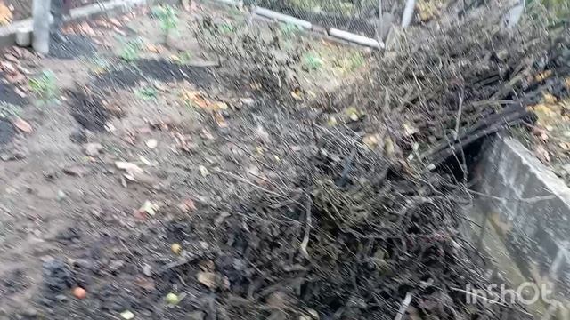 ✅05. 11.25/мой день на даче/перебрала помидоры/раскидала чернозëм/