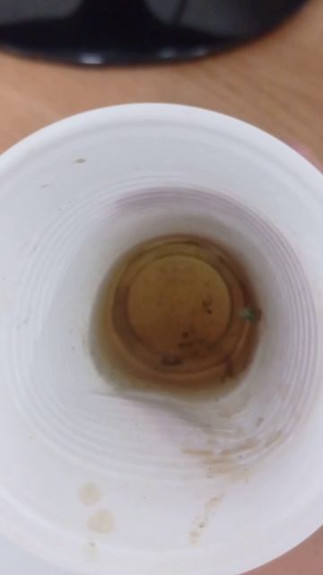 Осеннее укоренение черенков пеларгонии.