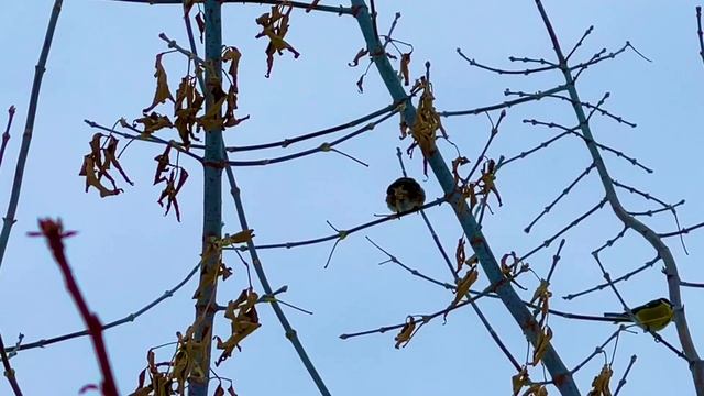 Прогулка по городу после снегопада, Асбест, Средний Урал
