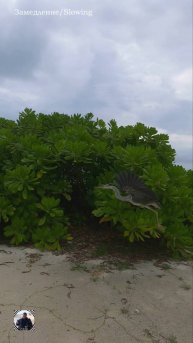 Остров Мееру (Meeru Island), Мальдивы низкий сезон 2025 #мальдивы #мальдивы2025 #цапля #maldives