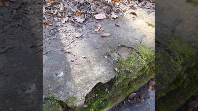 прогулка в лесу