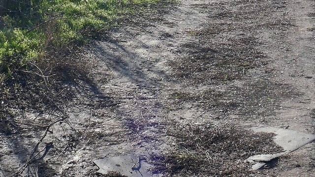 Прогулка по ноябрю_4.11.2025г