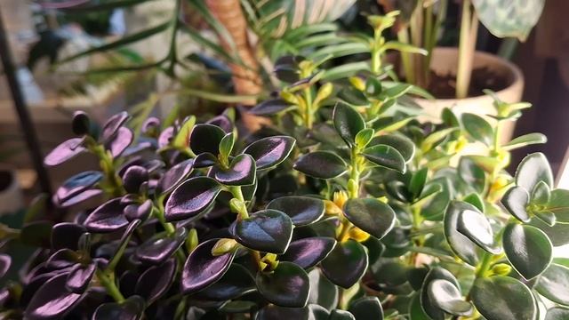 + гипоцирта