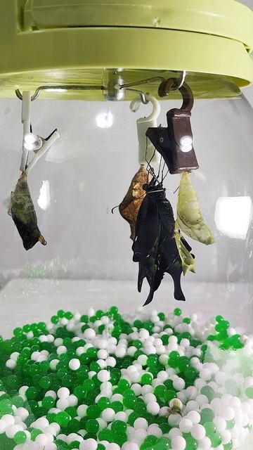 Флайриум — рождение бабочки у вас дома ❤️