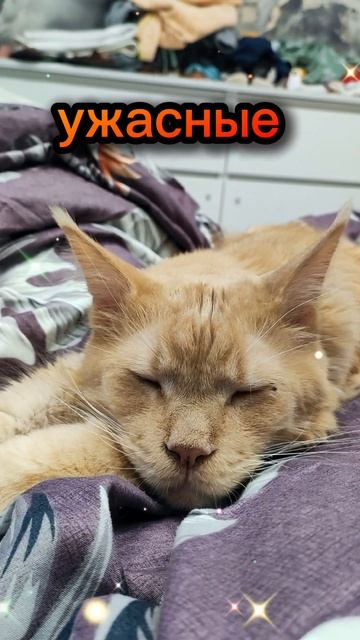 Ужасные звуки #мейнкун #cat #котофейка #котики #веселыекоты #кот #видосыоткота #мейкун #моякошка