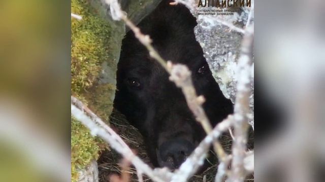Подготовка медведя к зимней спячке