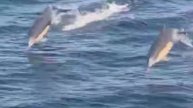 Дельфины устроили настоящее водное шоу на глазах у рыбаков в Приморье