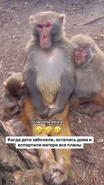 Смешные Shorts