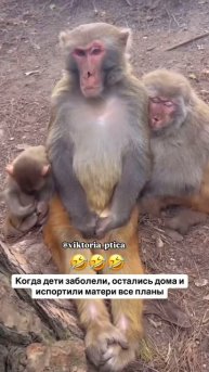 Смешные Shorts