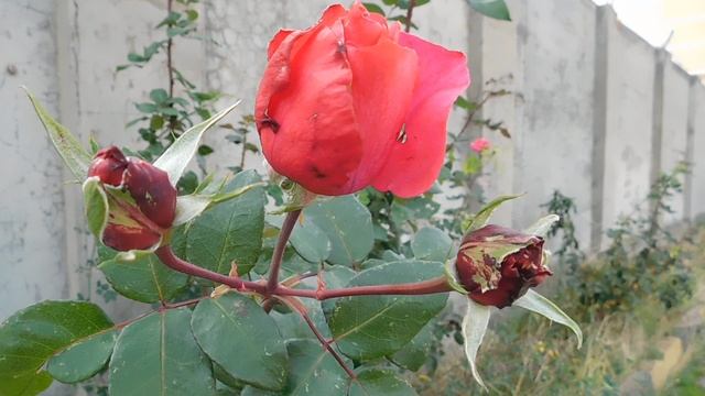 05=11=2025 уни ПВН (29)