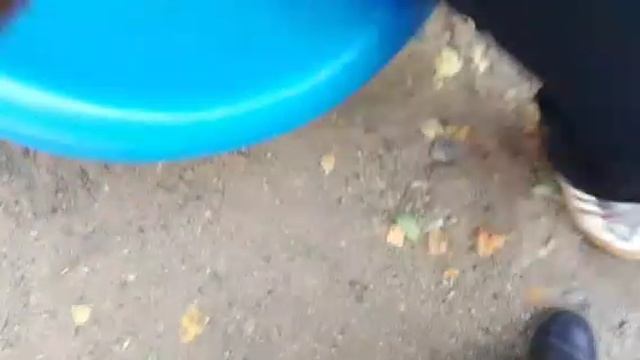 Ам ням гуляет