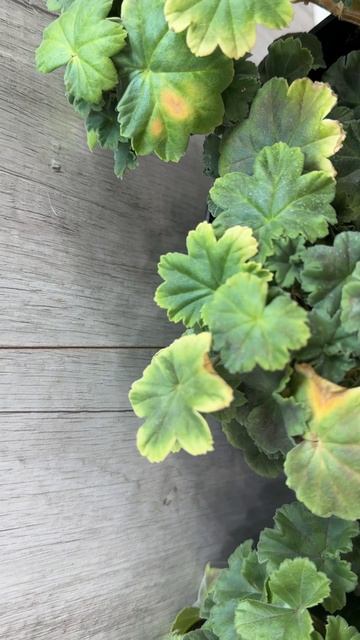 Благоприятные условия для Герани ЗИМОЙ