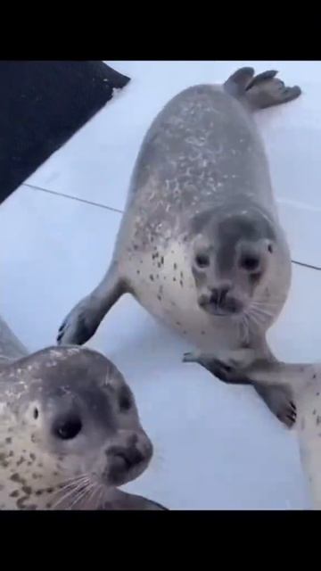 не могу выкладывать ривалс пока что,живите с этим