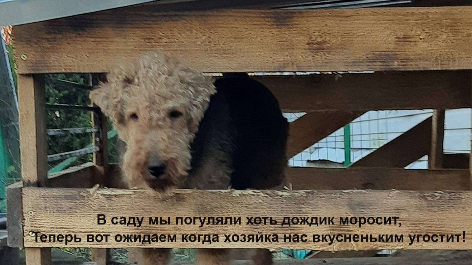 День оладушек в деревне-XI-2025