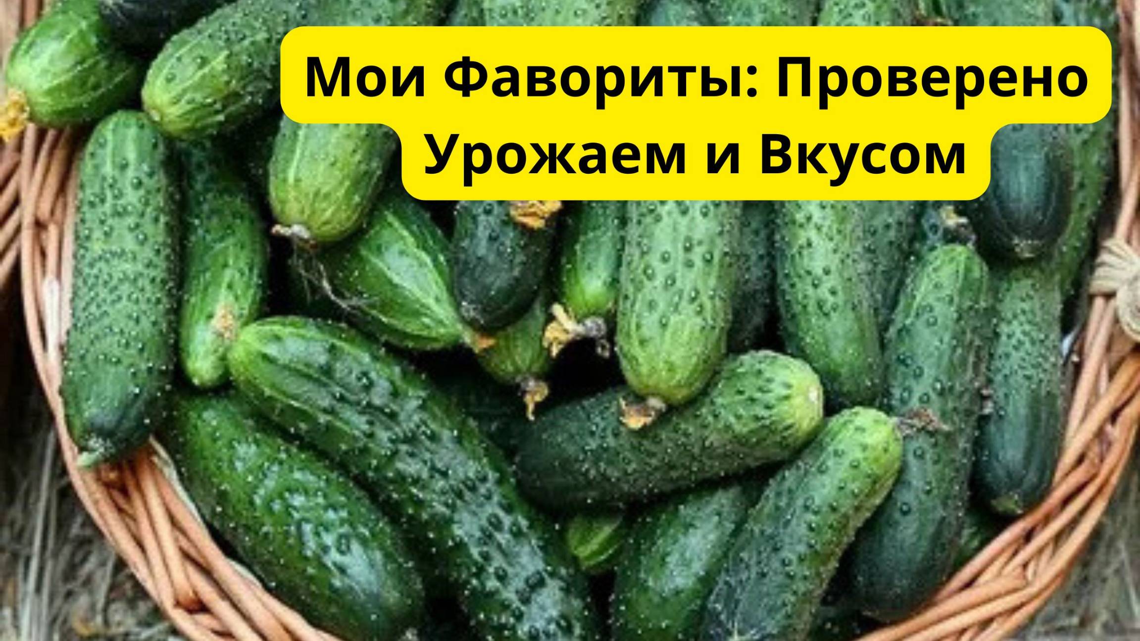 КАКИЕ ОГУРЦЫ УРОЖАЙНЕЕ И ПРОЩЕ В ВЫРАЩИВАНИИ.