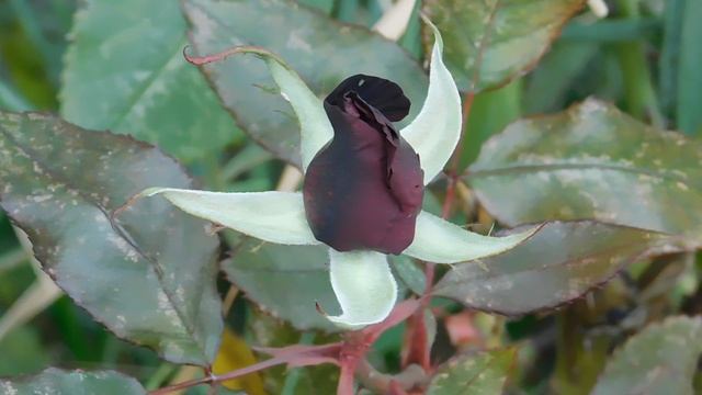 05=11=2025 уни ПВН (28)