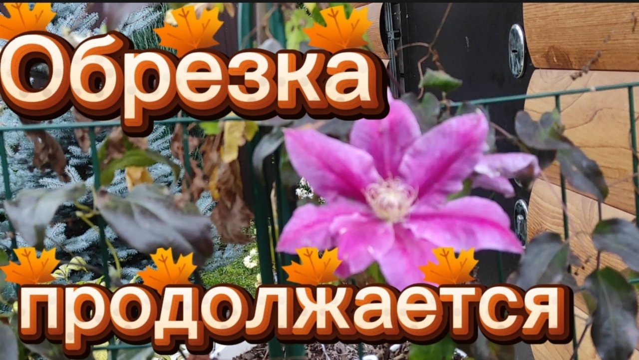 Обрезка растений продолжается.