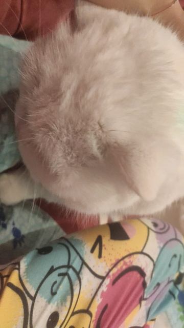 самый красивый кот зевс