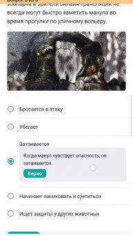Ответы на викторину «Московский зоопарк онлайн: манул»» в проекте «Активный гражданин»