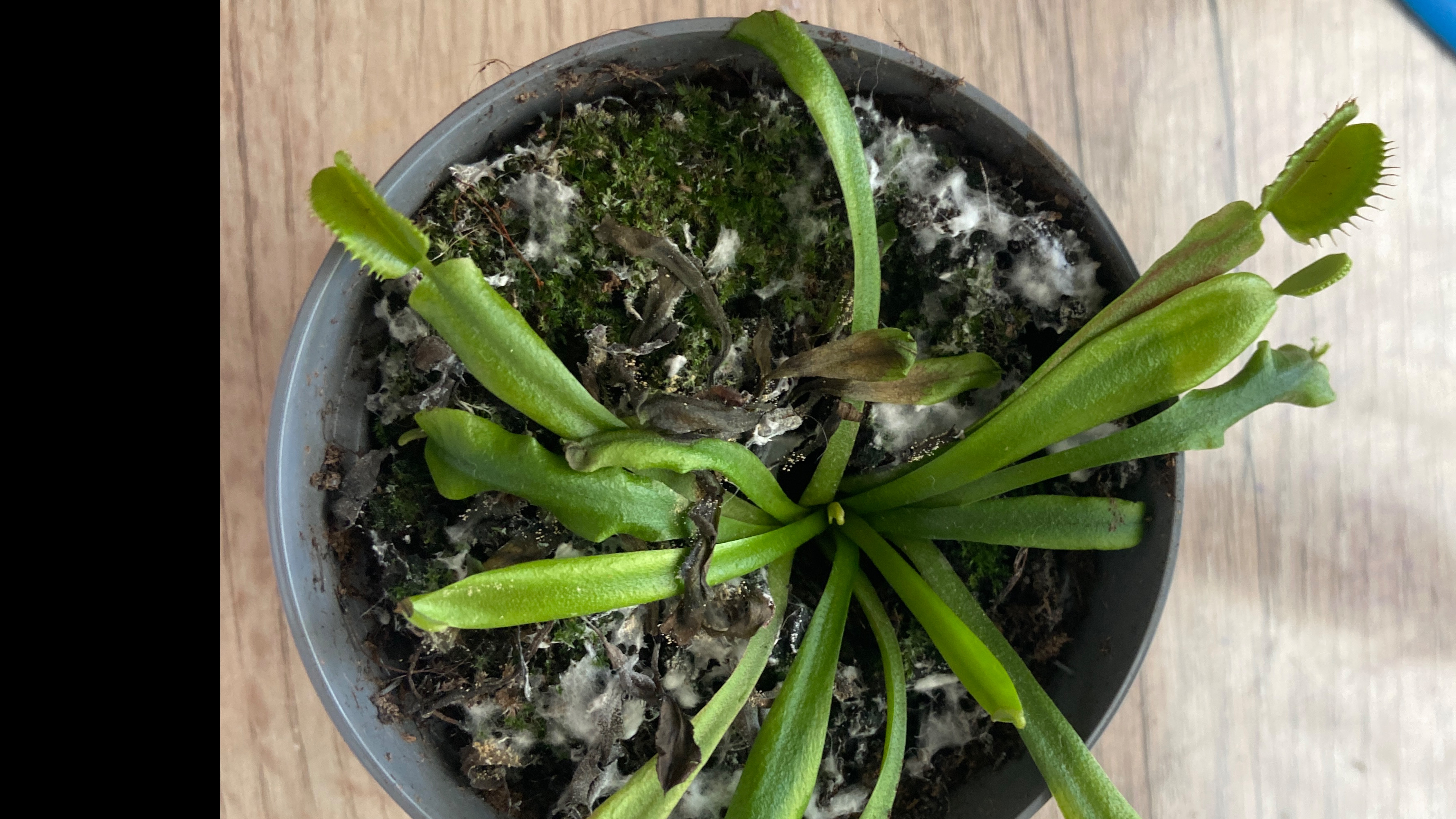 Венерина мухоловка!