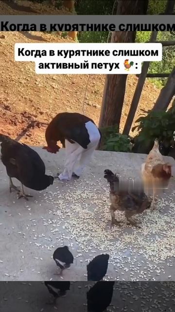 штаны "недоверия".mp4