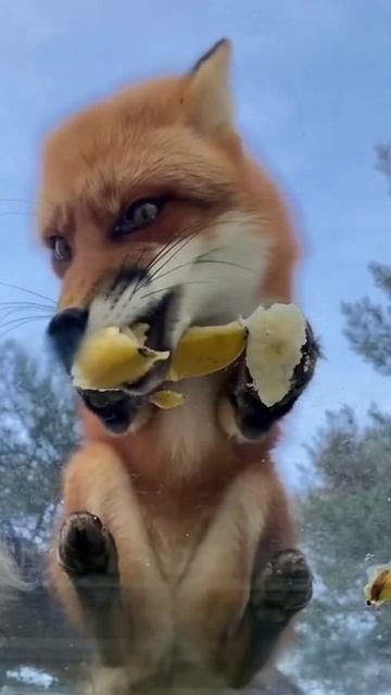 asmr лиса кушает бананы