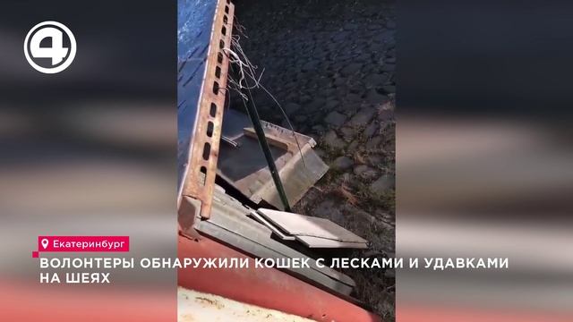 Спасённые кошки из ловушки в Екатеринбурге