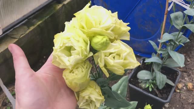 Убираю томаты в теплице.СвЁкла.Обшиваем коридор.