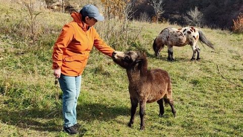 Семейка Пони 🐴