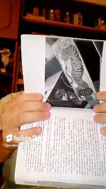 Синяя гусеница