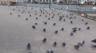 Много голубей в городе. Утки плавают на реке. В конце видео Геннадий Горин и водопад