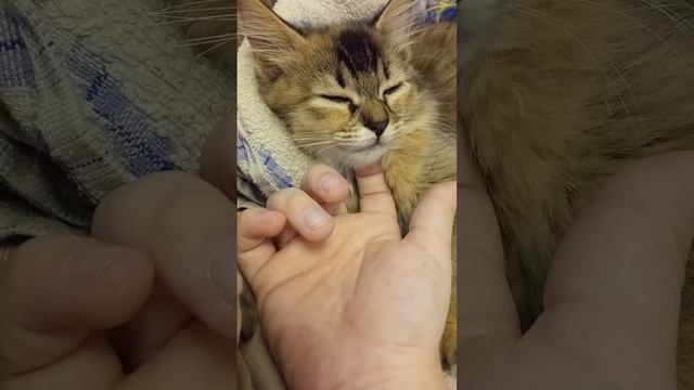 Продолжение с кошкой Пушой