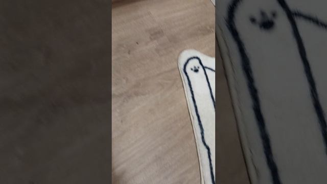 Моя кошка Пуша