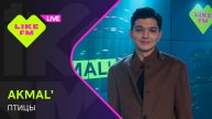 Эксклюзив для Like FM! AKMAL' - Птицы (LIKE LIVE)