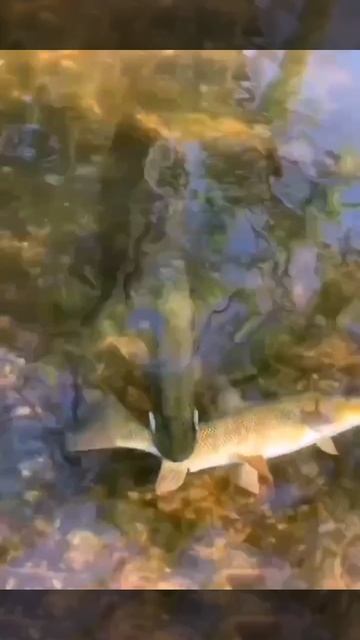 Хищник. Крупную рыбу ловите на большие приманки!