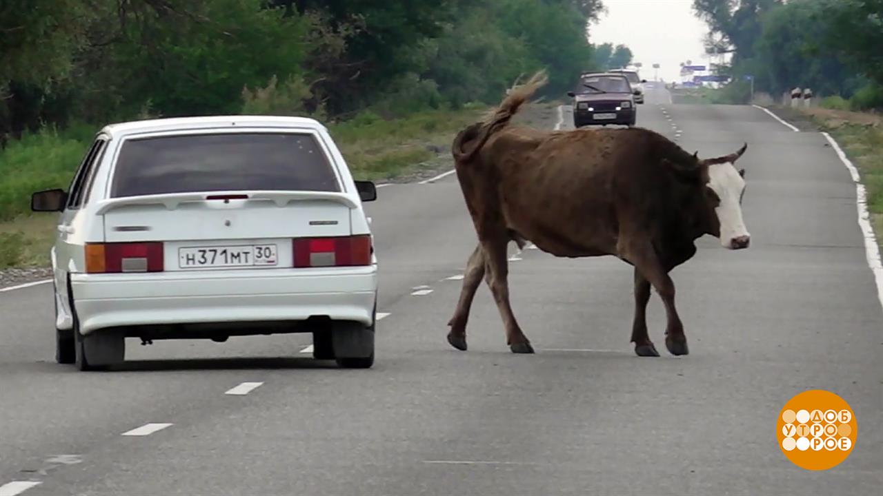 Коровы, которые гуляют сами по себе. Доброе утро. Фрагмент выпуска от 07.11.2025