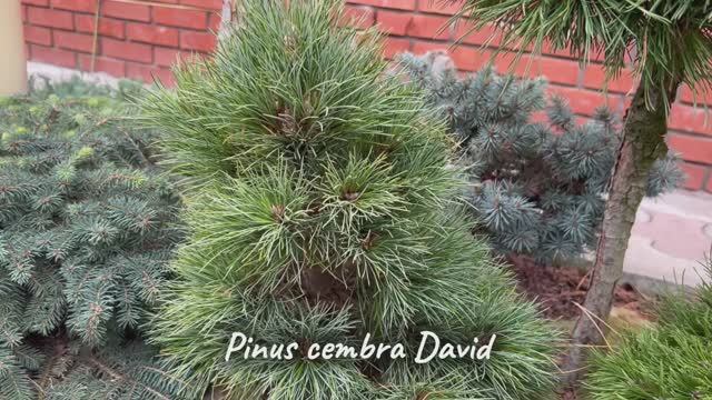 Pinus cembra David